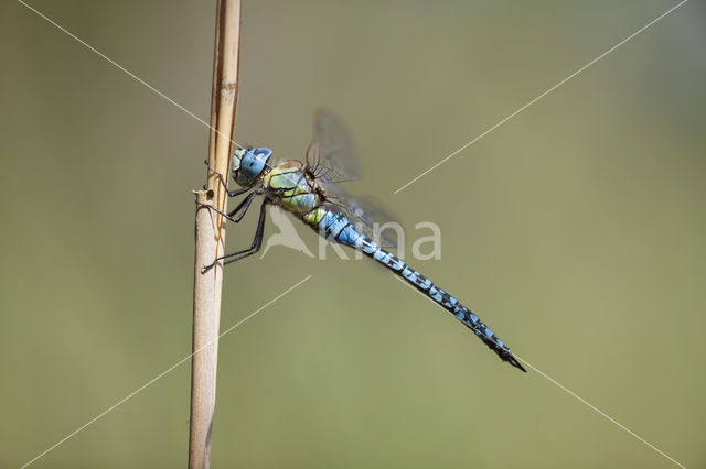 Zuidelijke glazenmaker (Aeshna affinis)