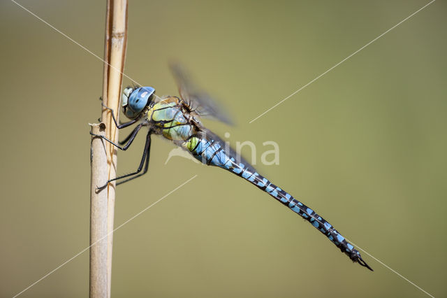 Zuidelijke glazenmaker (Aeshna affinis)