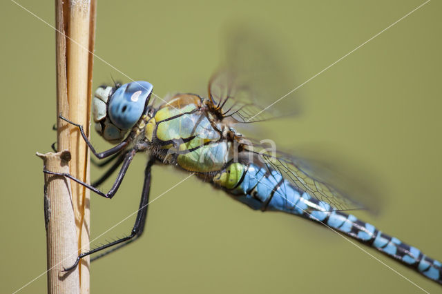 Zuidelijke glazenmaker (Aeshna affinis)