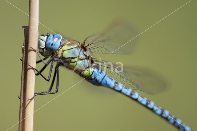 Zuidelijke glazenmaker (Aeshna affinis)