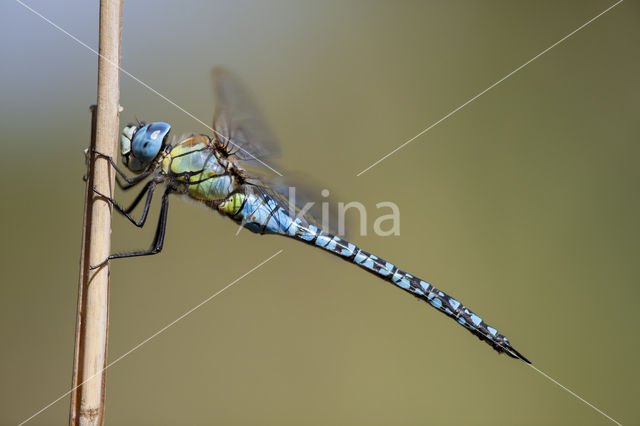 Zuidelijke glazenmaker (Aeshna affinis)