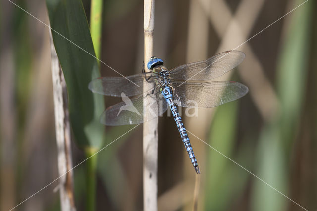 Zuidelijke glazenmaker (Aeshna affinis)