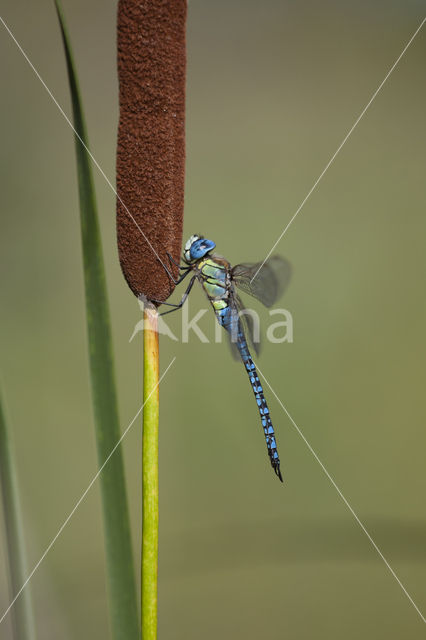 Zuidelijke glazenmaker (Aeshna affinis)