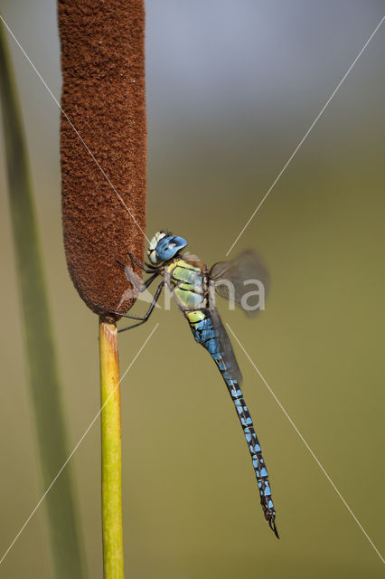 Zuidelijke glazenmaker (Aeshna affinis)