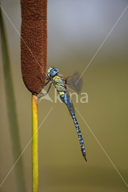 Zuidelijke glazenmaker (Aeshna affinis)