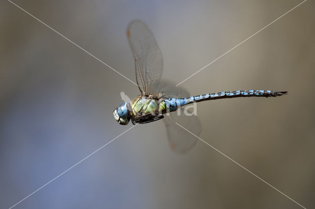 Zuidelijke glazenmaker (Aeshna affinis)