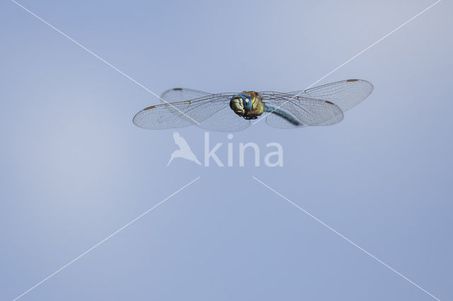 Southern Migrant Hawker (Aeshna affinis)