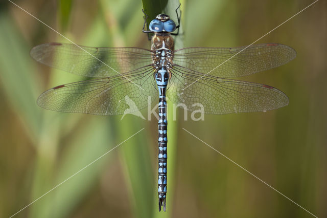 Zuidelijke glazenmaker (Aeshna affinis)