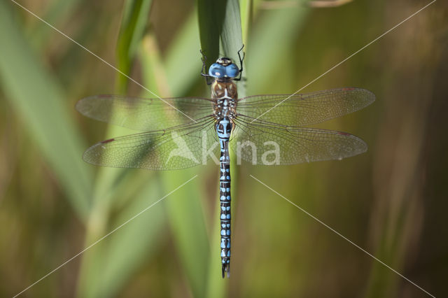 Zuidelijke glazenmaker (Aeshna affinis)