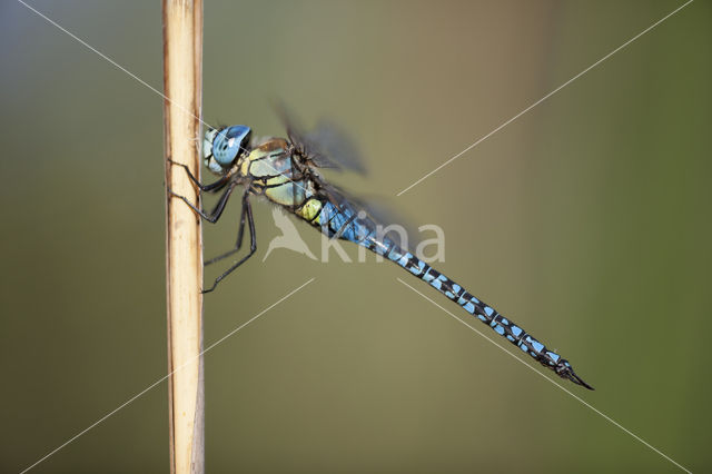 Zuidelijke glazenmaker (Aeshna affinis)