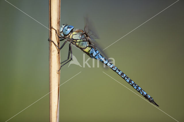 Zuidelijke glazenmaker (Aeshna affinis)