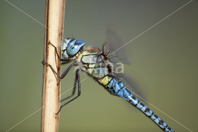 Zuidelijke glazenmaker (Aeshna affinis)