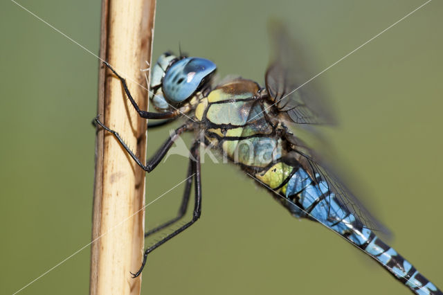 Zuidelijke glazenmaker (Aeshna affinis)