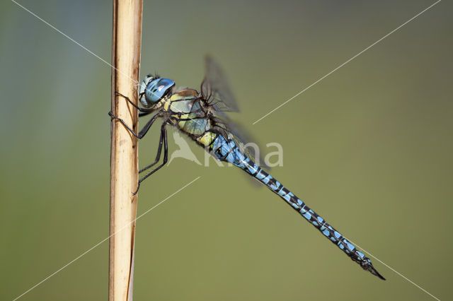 Zuidelijke glazenmaker (Aeshna affinis)