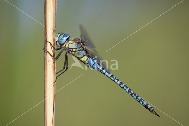 Zuidelijke glazenmaker (Aeshna affinis)