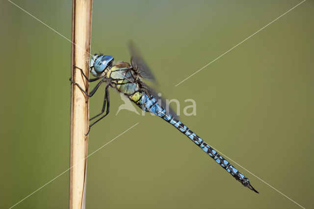 Zuidelijke glazenmaker (Aeshna affinis)