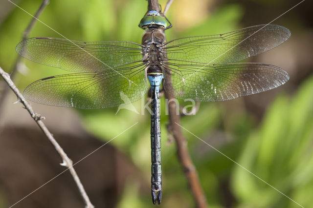 Little emperor dragonfly (Anax parthenope)