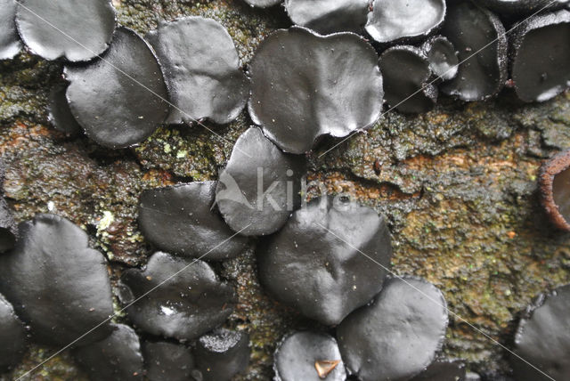 Black jelly drops (Bulgaria inquinans)