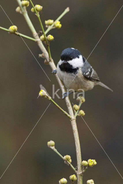 Coal Tit (Parus ater)