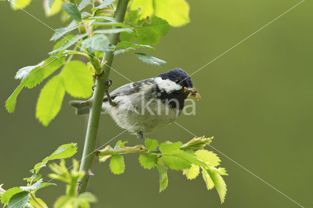 Coal Tit (Parus ater)