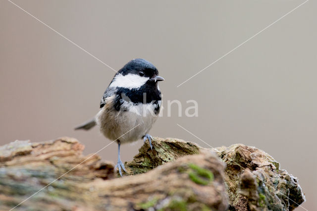 Zwarte Mees (Parus ater)