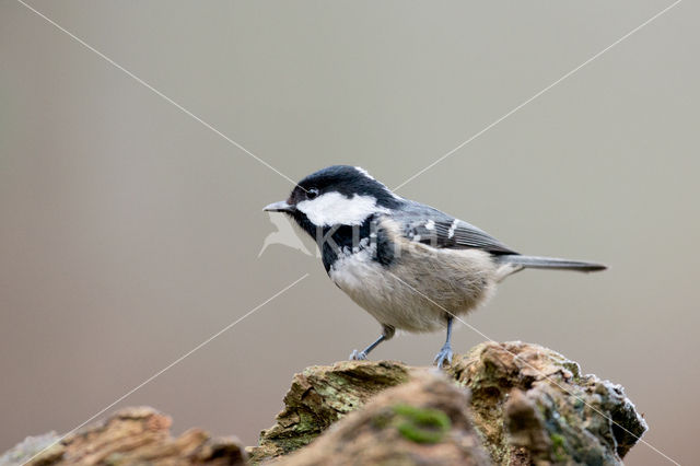 Zwarte Mees (Parus ater)