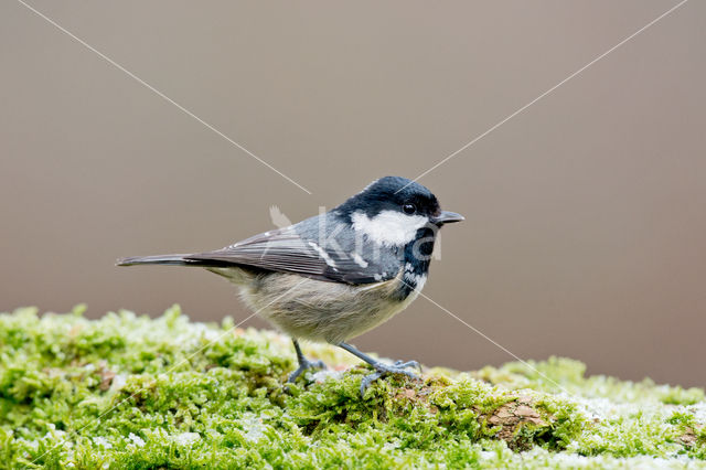 Zwarte Mees (Parus ater)