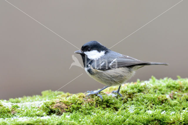 Zwarte Mees (Parus ater)