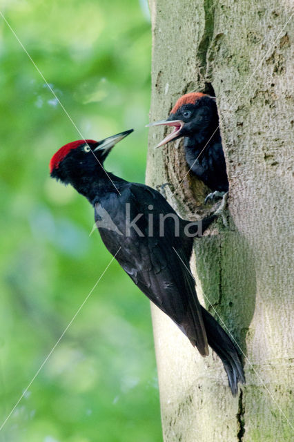 Black Woodpecker (Dryocopus martius)