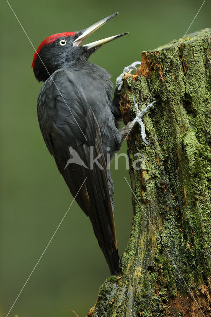 Zwarte Specht (Dryocopus martius)