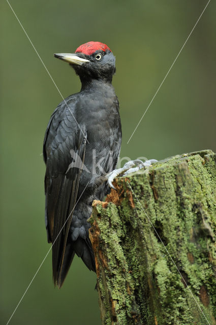 Black Woodpecker (Dryocopus martius)