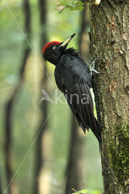 Zwarte Specht (Dryocopus martius)