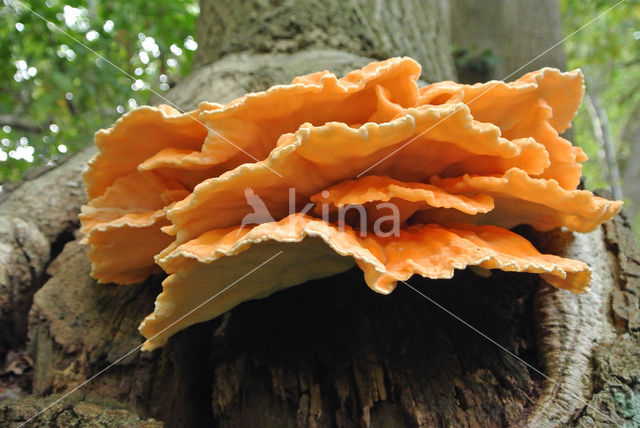 Zwavelzwam (Laetiporus sulphureus)