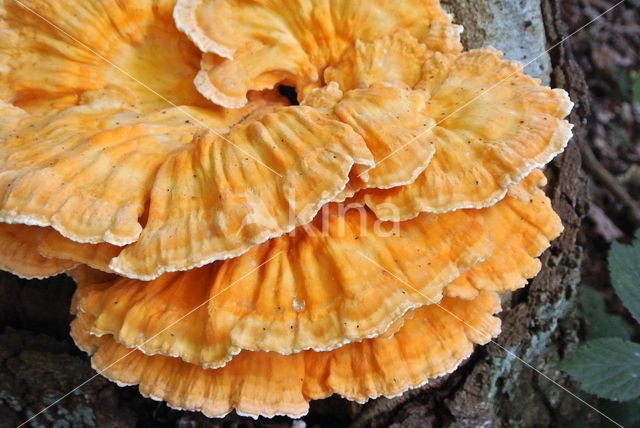 Zwavelzwam (Laetiporus sulphureus)