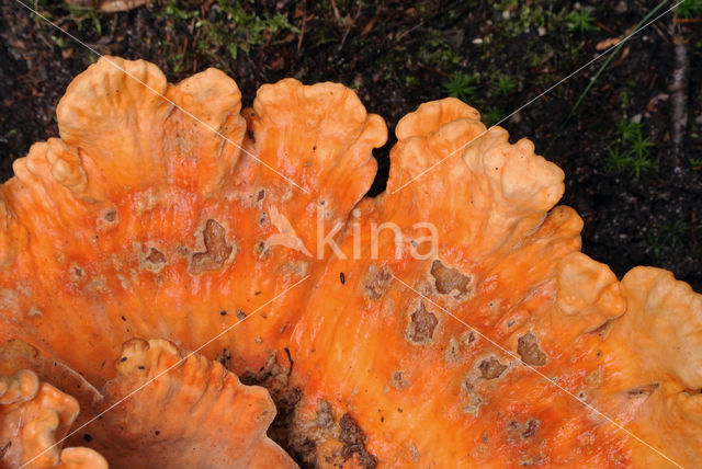 Zwavelzwam (Laetiporus sulphureus)