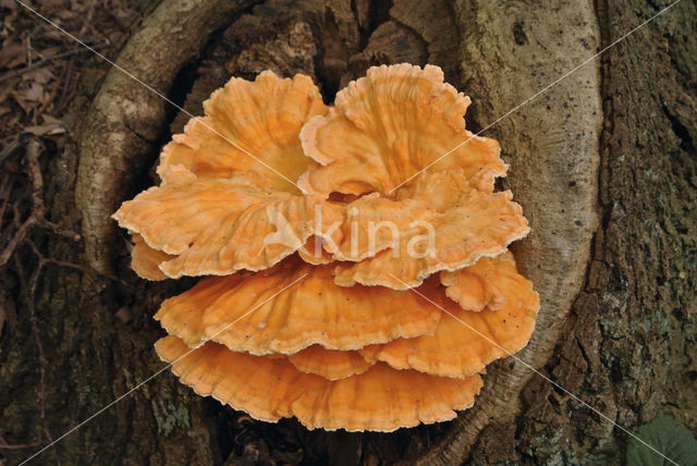 Zwavelzwam (Laetiporus sulphureus)