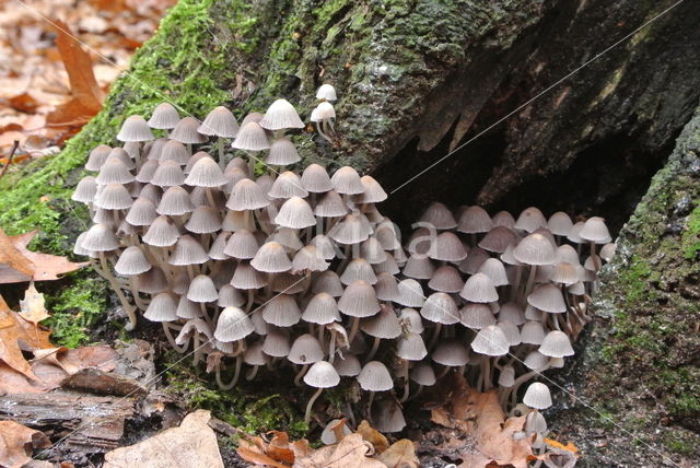 Zwerminktzwam (Coprinus disseminatus)