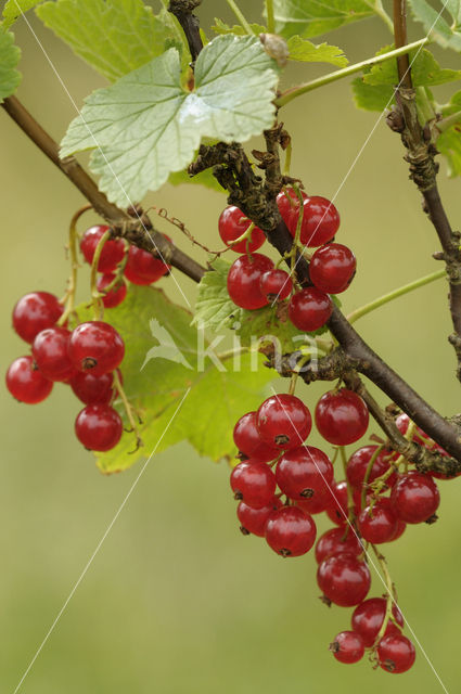 Aalbes (Ribes rubrum)