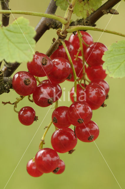 Aalbes (Ribes rubrum)