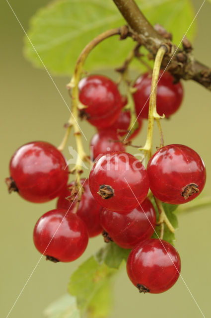 Red Currant (Ribes rubrum)