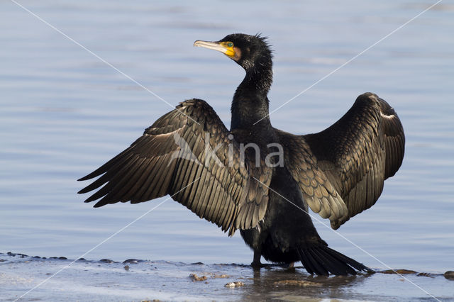 Great Cormorant (Phalacrocorax carbo)