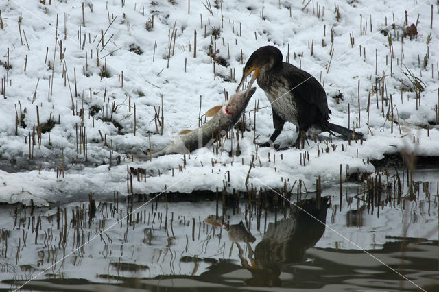 Aalscholver (Phalacrocorax carbo)