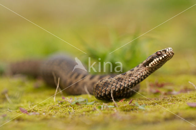 Common Viper (Vipera berus)