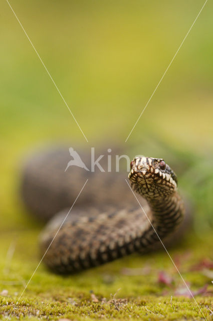 Common Viper (Vipera berus)