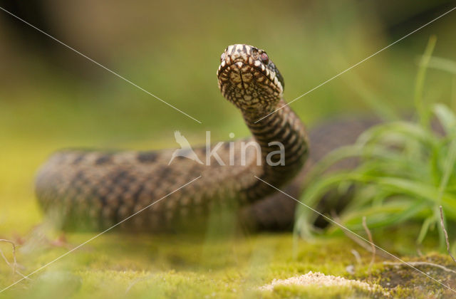 Common Viper (Vipera berus)