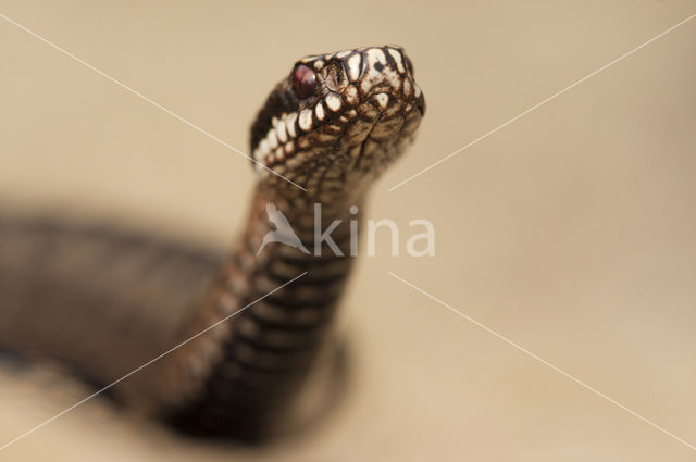 Common Viper (Vipera berus)
