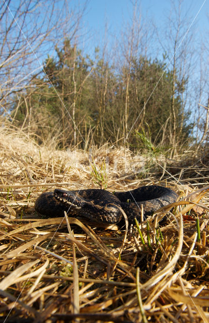 Common Viper (Vipera berus)