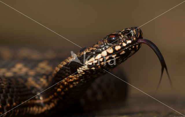 Adder (Vipera berus)