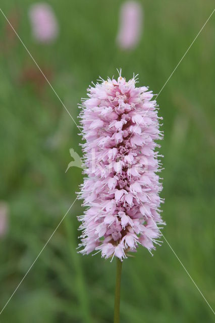 Adderwortel (Persicaria bistorta)