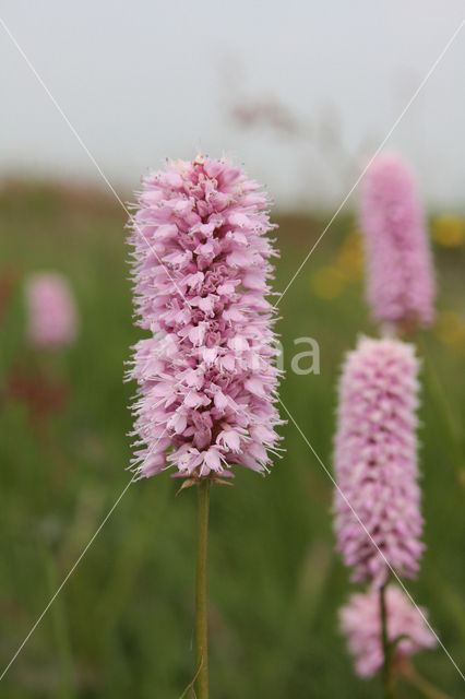 Adderwortel (Persicaria bistorta)